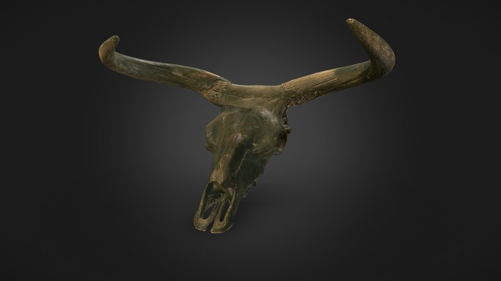 Őstulok koponya 3D Model