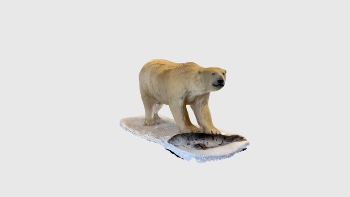 Bear Essentials 3D Model