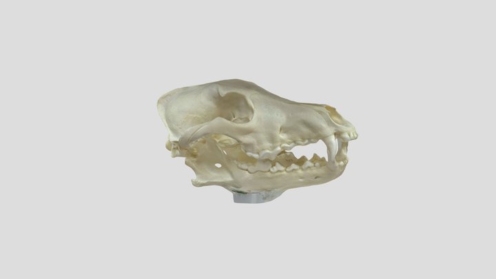 Coyote-Abound 3D Model