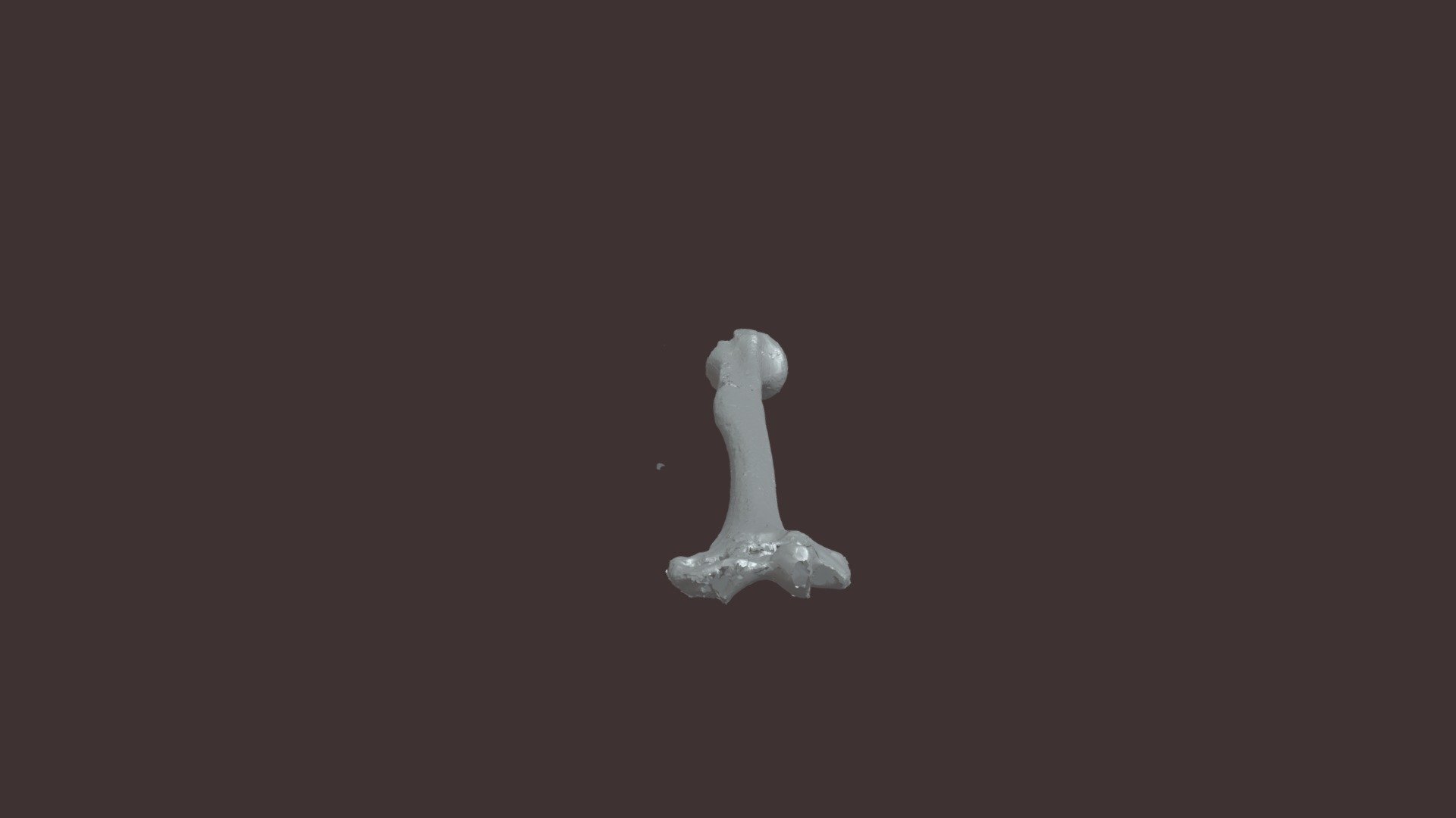 Humerus Chytkova