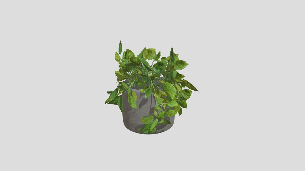 Trailing Vine