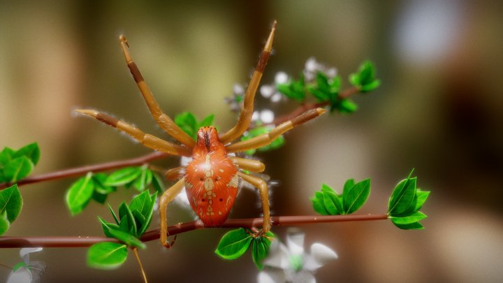 Spider-cross (Araneus diadematus) 3D Model