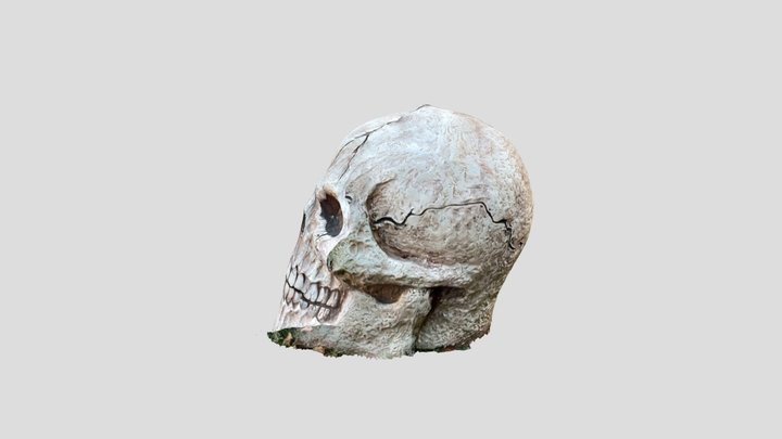 Skull 3D Model