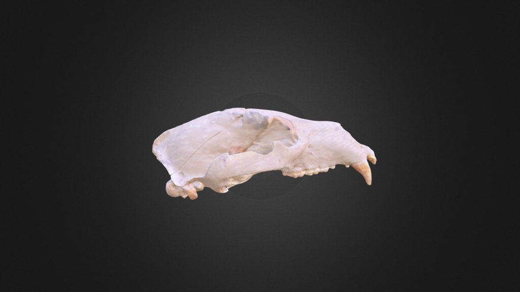 Ursus arctos, skull