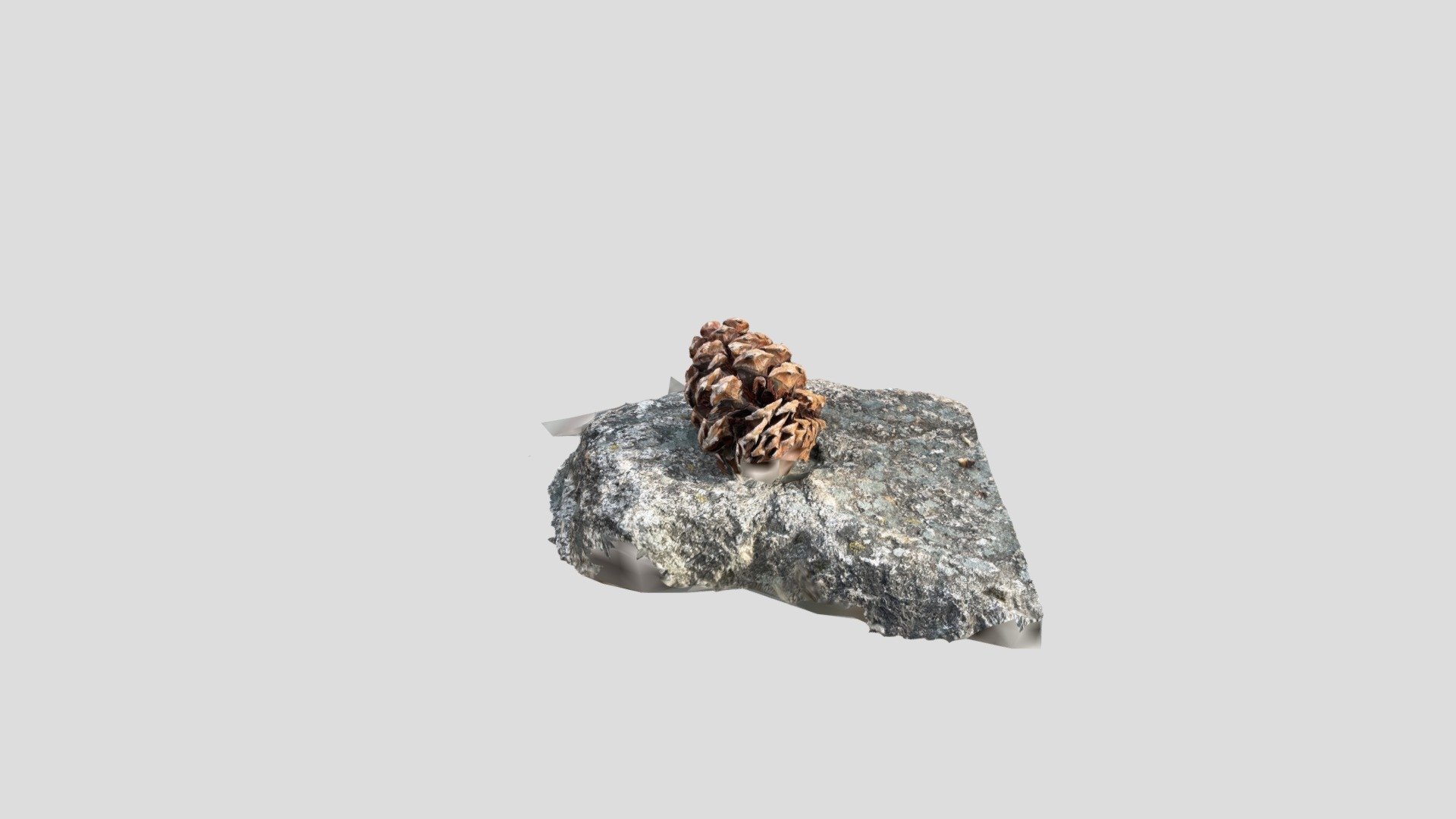 Pine Cone on Bolder
