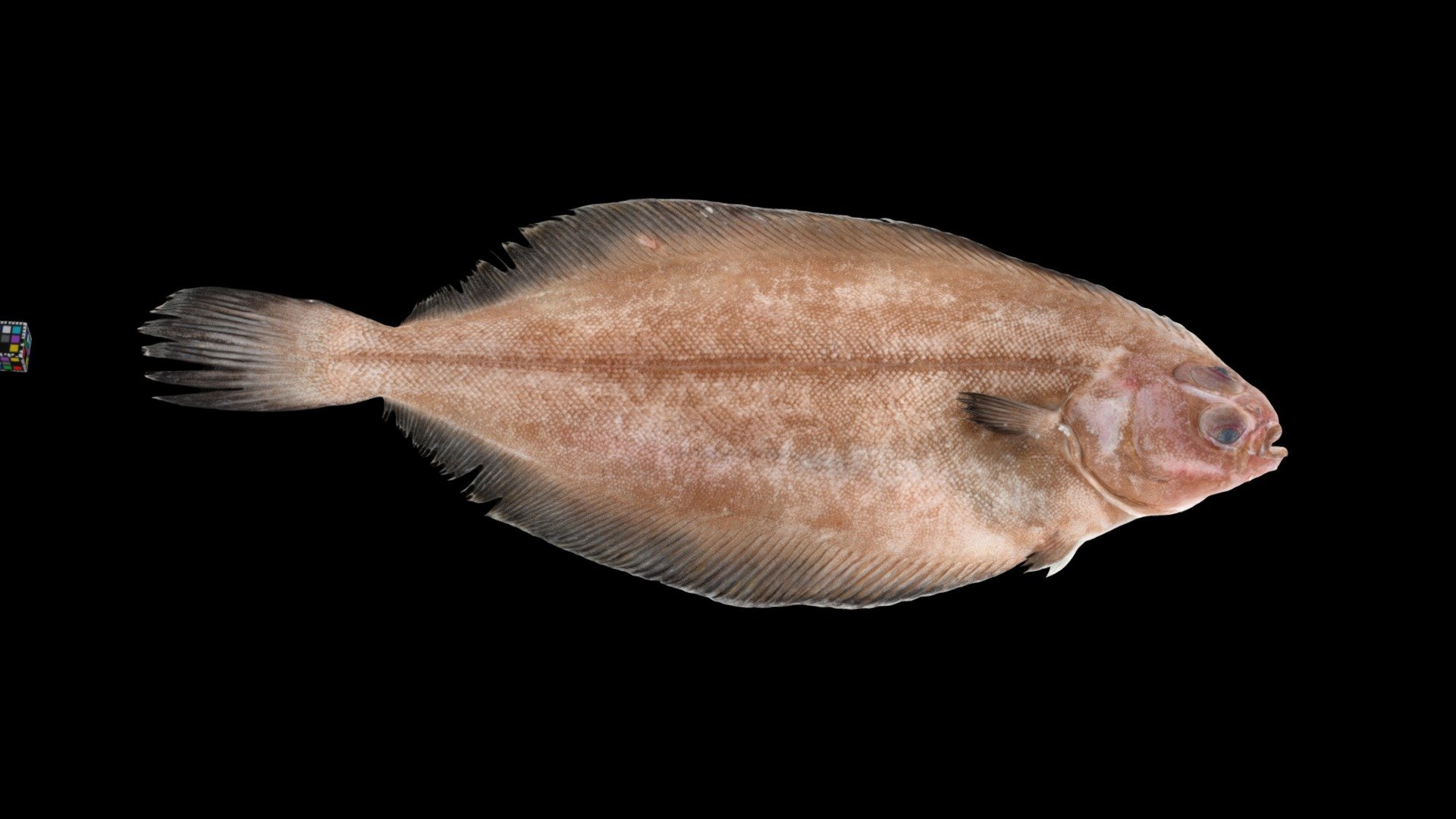 ヒレグロ Blackfin Flounder, Glyptocephalus stelleri - Download Free 3D ...