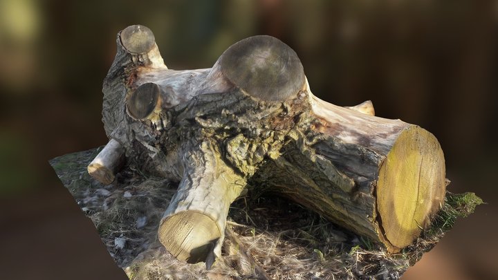 [3D-Scan] "The Log" 3D Model