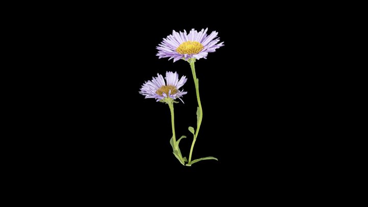 Erigeron glaucus (Seaside daisy) 3D Model