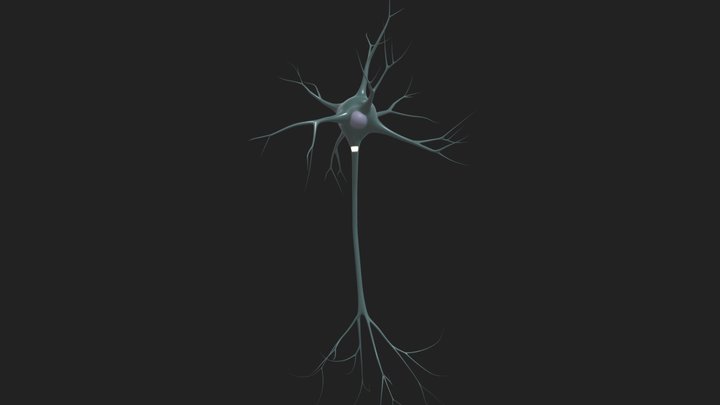 Multipolar neuron 3D Model