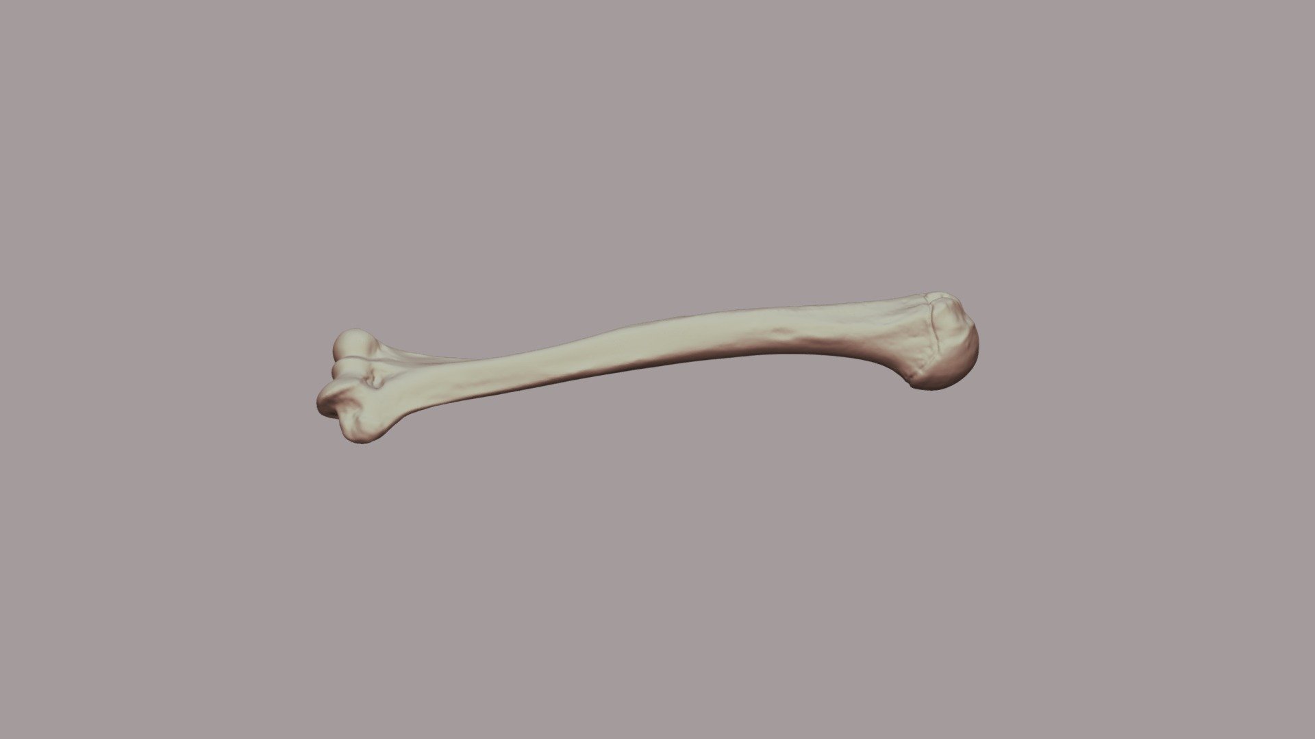 Humerus Bone - 3D model by OrJames Labs (@orjameslabs) [6841341 ...