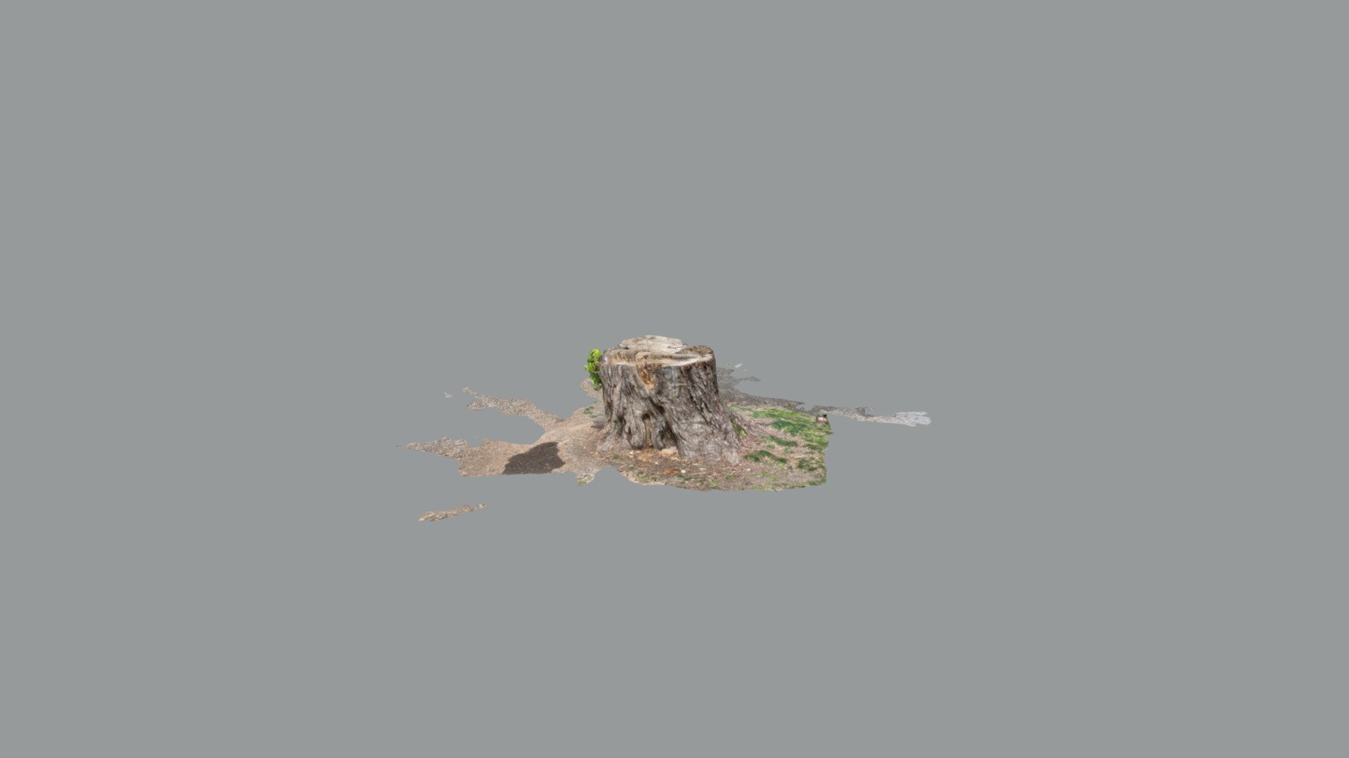 Another tree stump