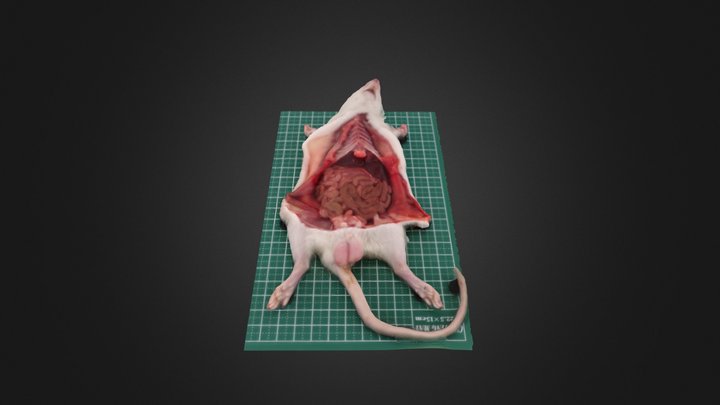 3_切開した腹部の全景 3D Model