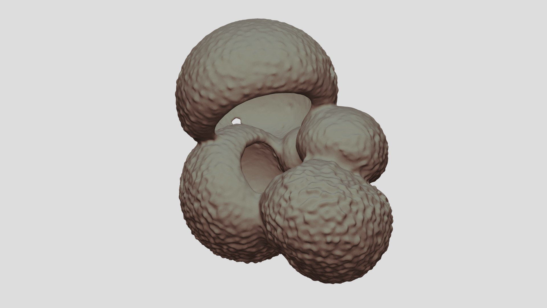 Globigerina bulloides [Geo B8502 785cm Shell-2]