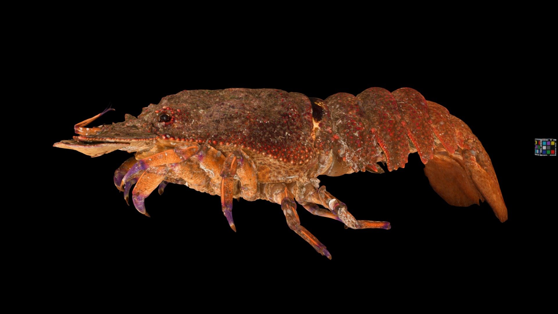 セミエビ Blunt Slipper Lobster, S. squammosus