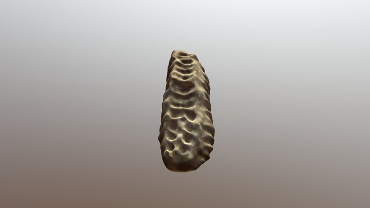 Mammuthus Trogentherii Azı Dişi (M3) 3D Model