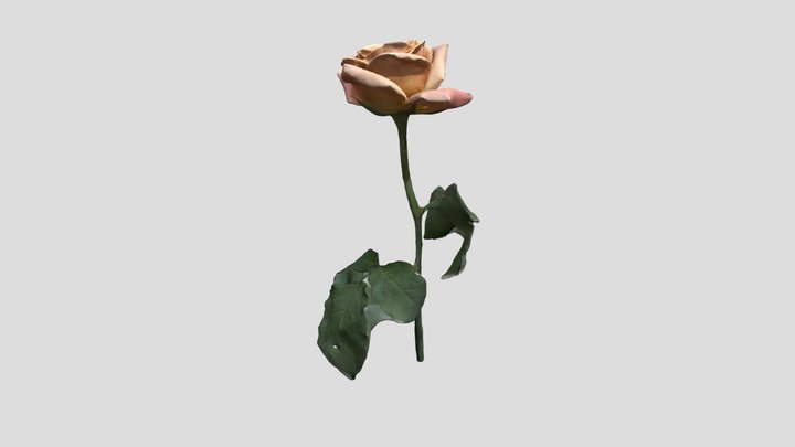 Shimmer Rose 3D Model