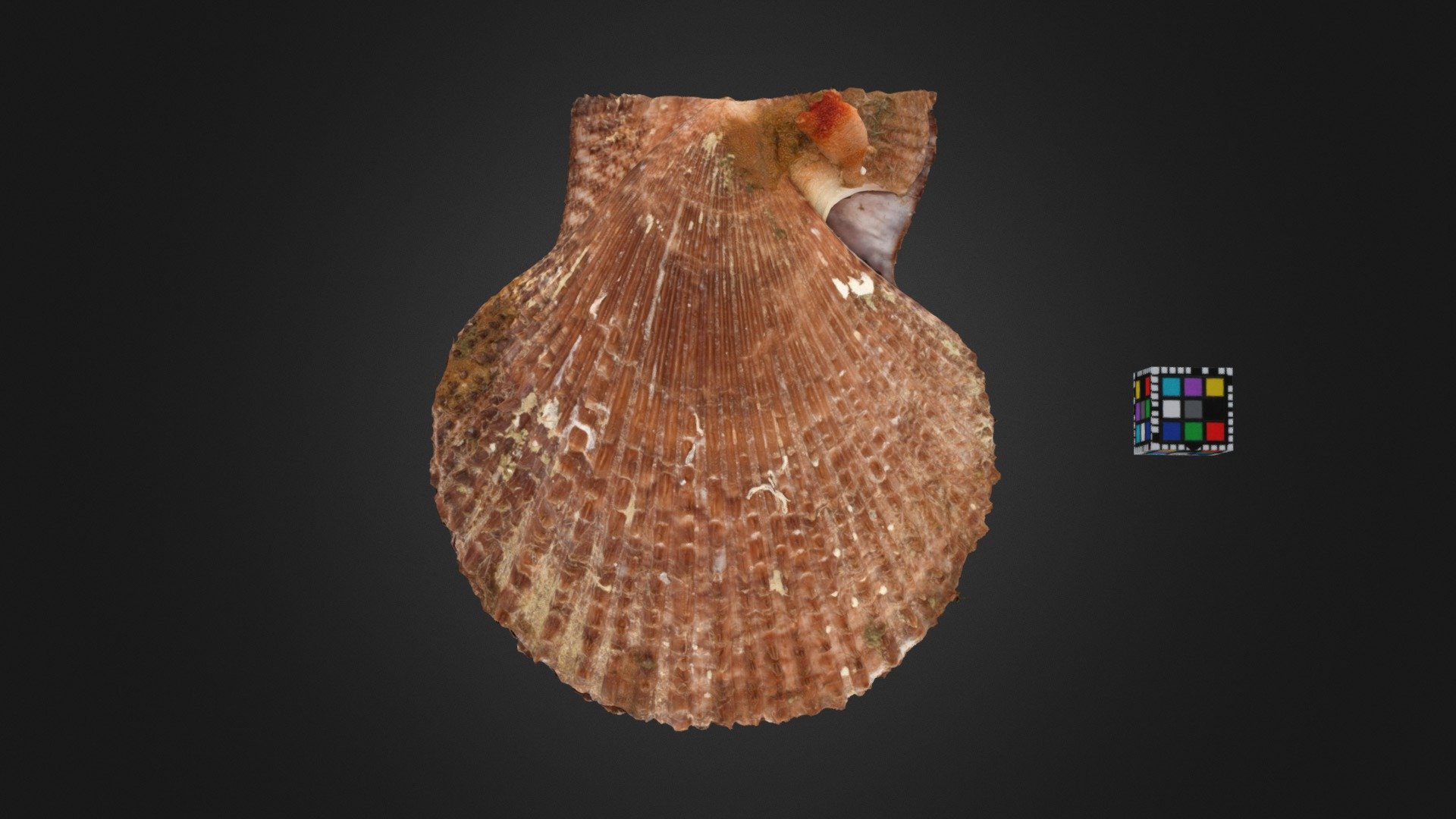アカザラガイ Farrer's Scallop, A. farreri akazara