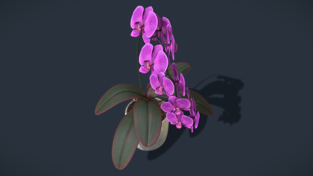 Orchid