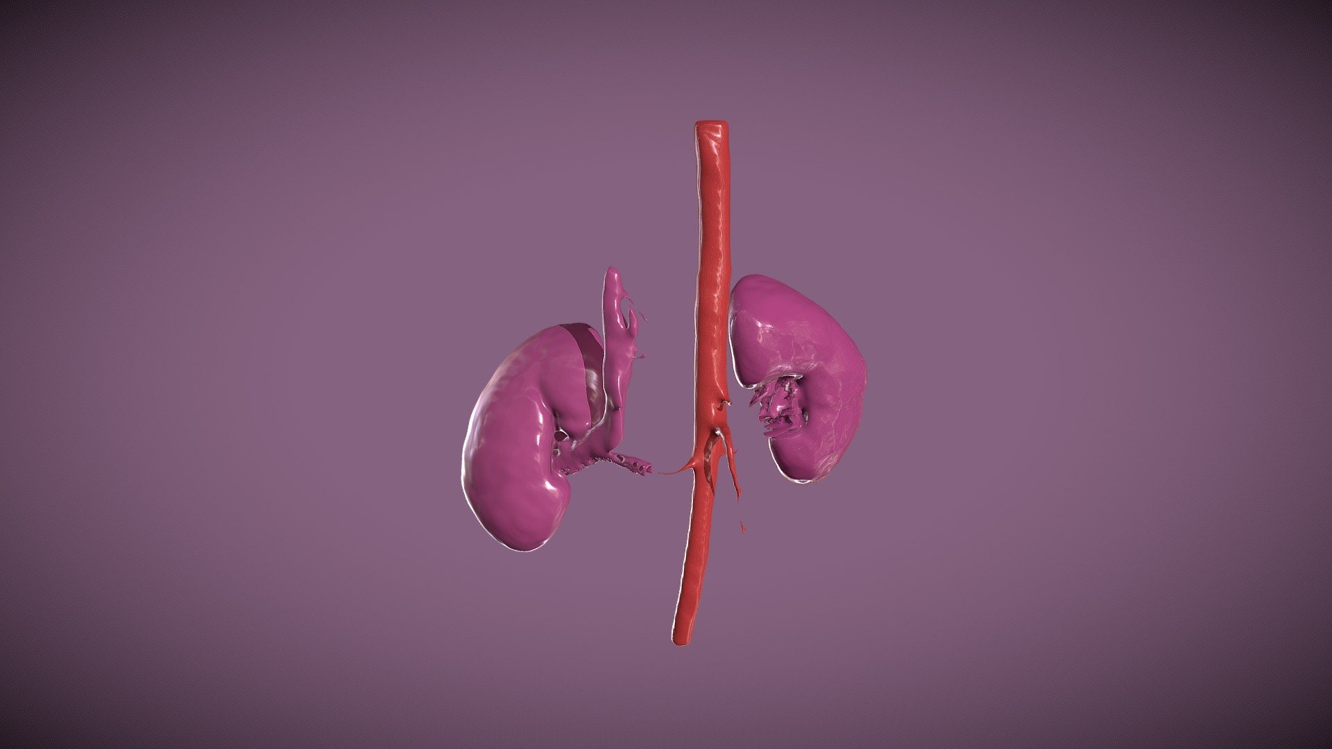 Kidneys and Aorta