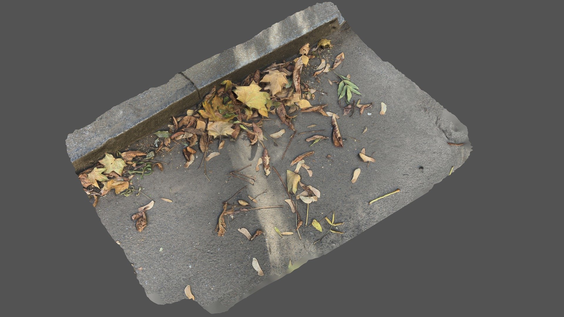 Leaves