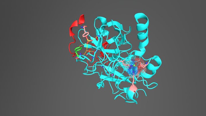 2PW8 Sulfohirudin complexed to human thrombin 3D Model