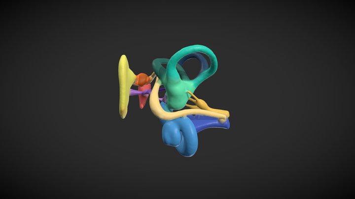 ESQUEMA 3D OIDO MEDIO E INTERNO / Ear anatomy 3D Model