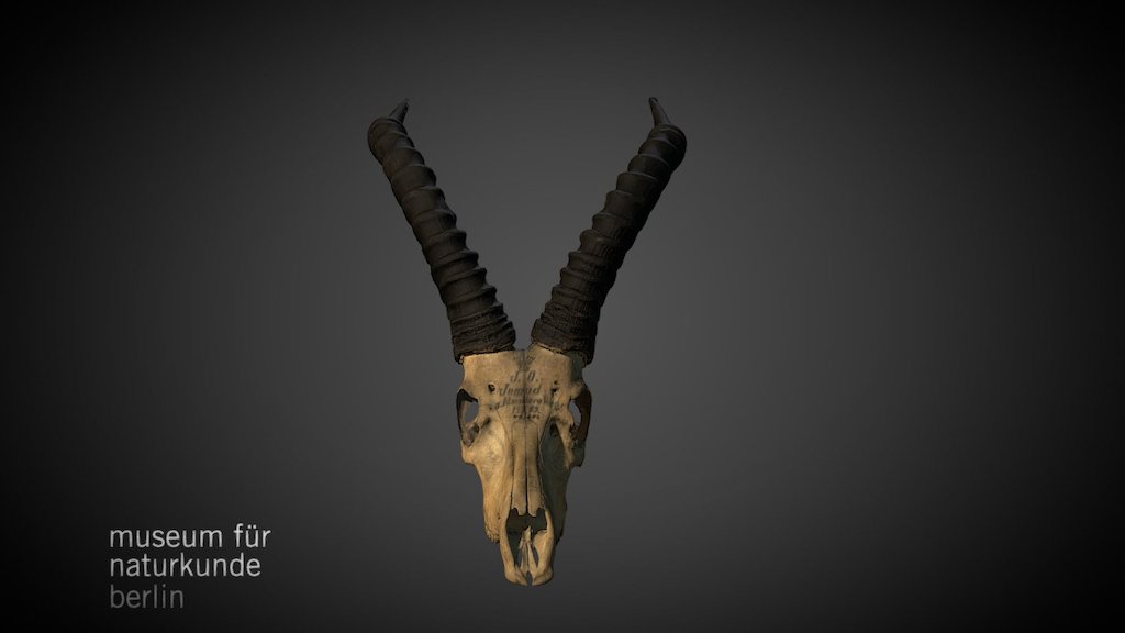 Damaliscus lunatus ZMB MAM 48282