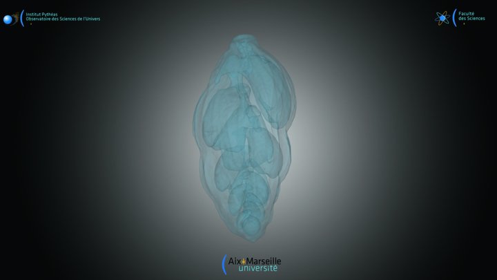 Foraminifera - Trifarina angulosa 3D Model