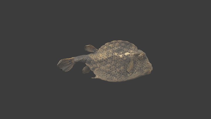 Lactophrys bicaudalis