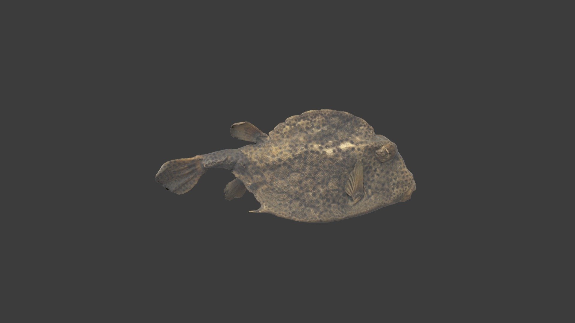 Lactophrys bicaudalis