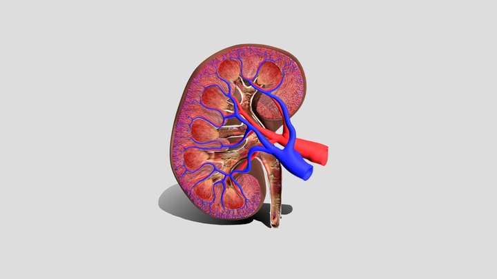 Kidney 3D Model