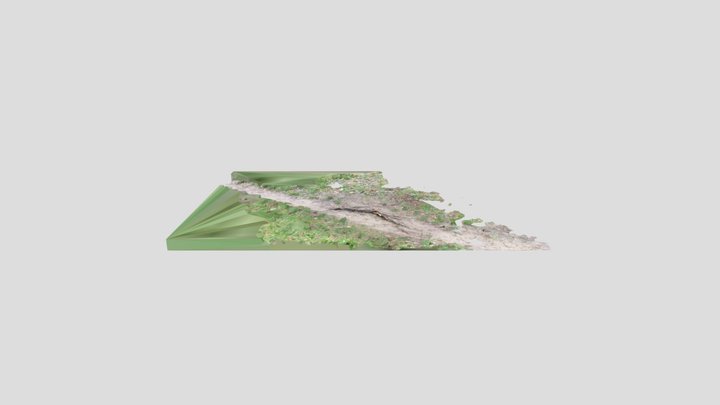 Tree root 3D Model