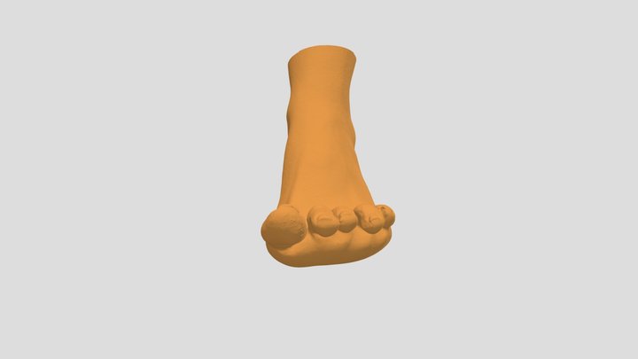 3D scan of foot 3D Model