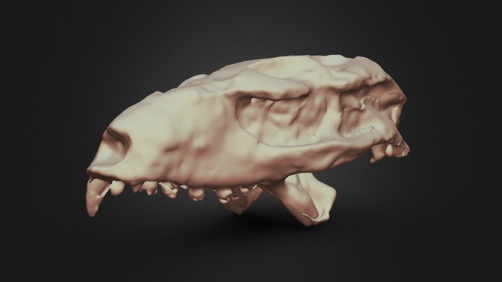 Mariliasuchus amarali (MN 6298-V) 3D Model