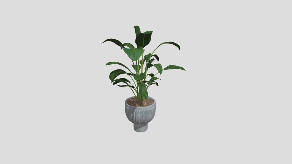 Plant