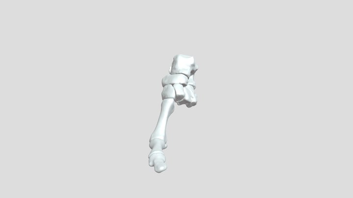 Foot bones, annotated 3D Model