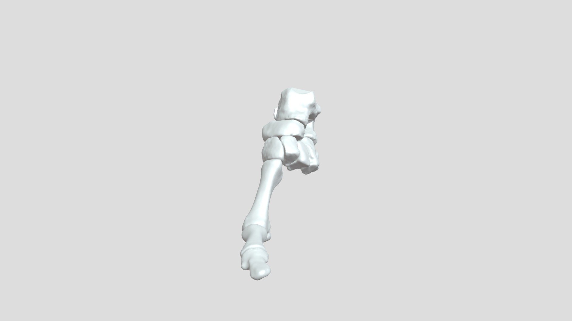 Foot bones, annotated