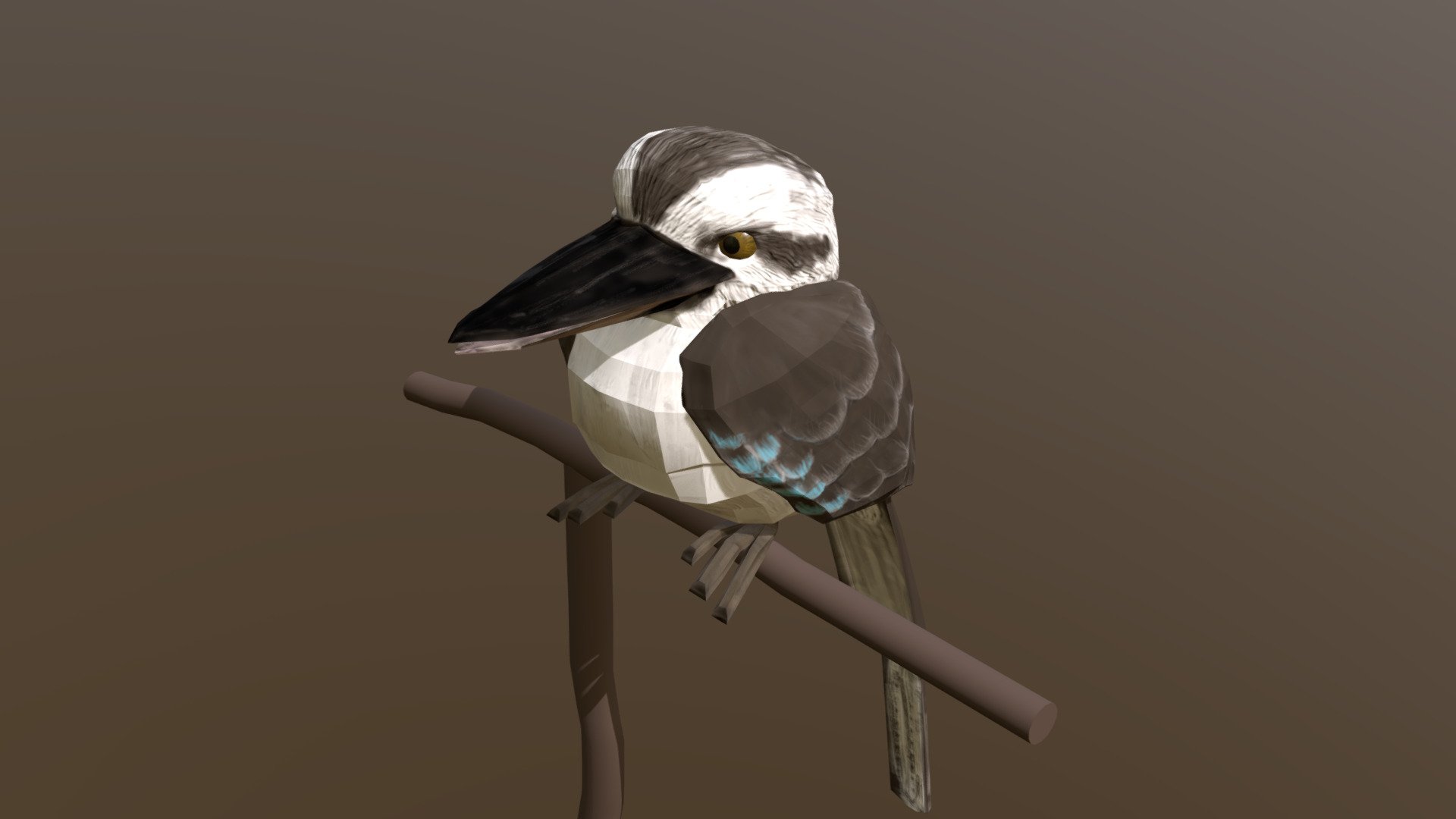 Kookaburra