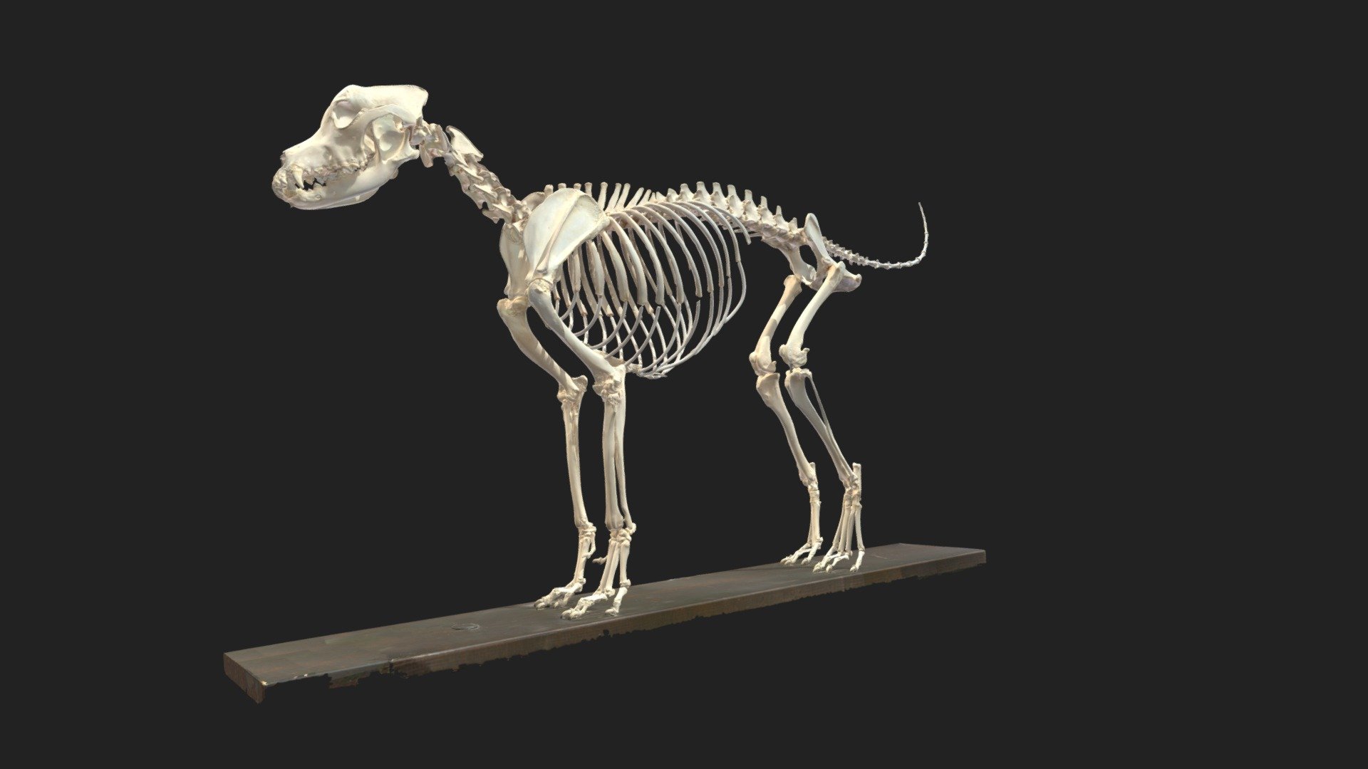 dog skeleton - annotation of extremities - 3D model by vetanatMunich ...