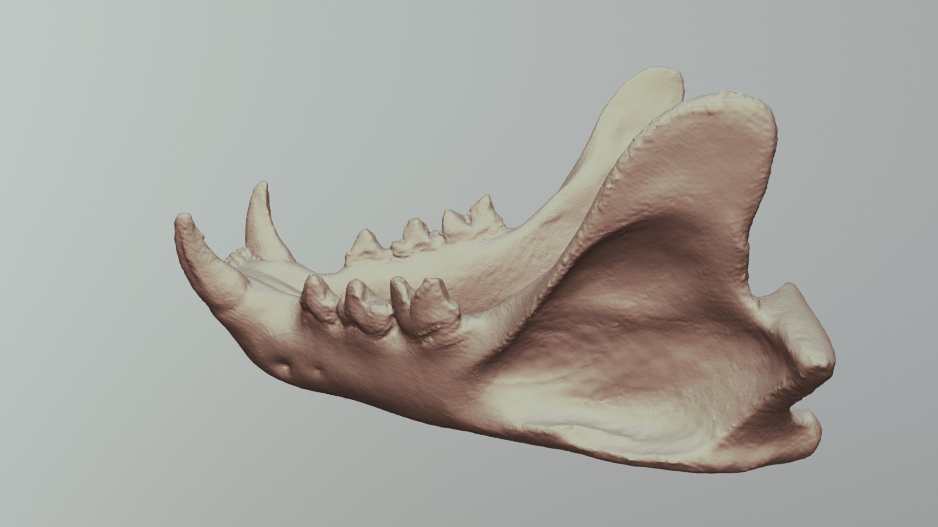 Bobcat Mandible (VCU_3D_3003) - Download Free 3D model by Virtual