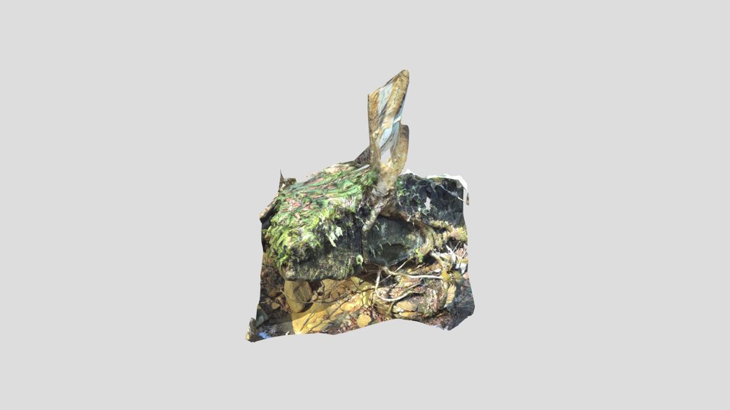 Protruding Rock And Ferns