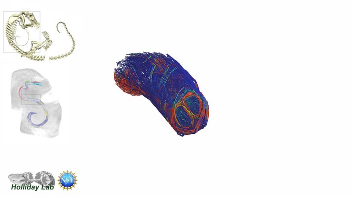 3D muscles of a pangolin tongue – Modello 3D gratuito STL