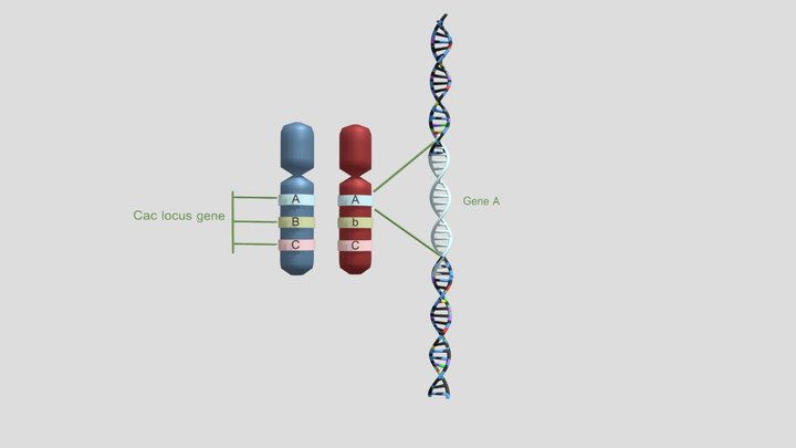 homologous chromosomes 3D Model