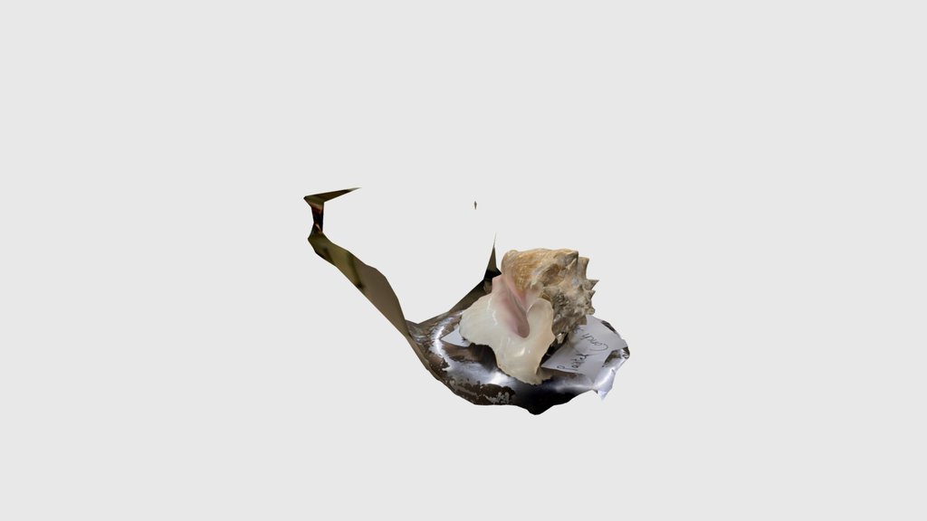 lowery.conch.2026 (2)