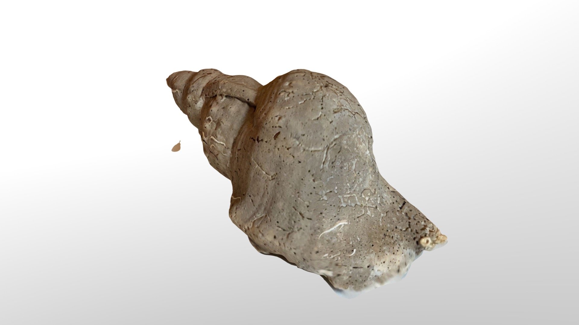 Caracola - Download Free 3D model by xurxogb [6889084] - Sketchfab