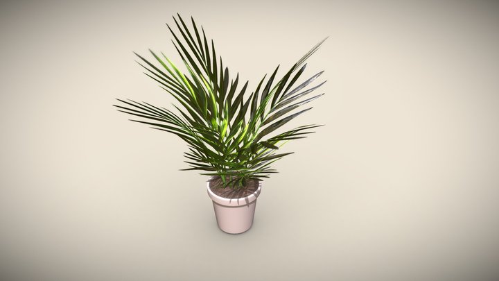 Low Poly Palm Tree 3D Model