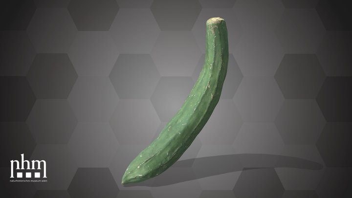Cucumber (NHMW-AFW-DING-0046-031)