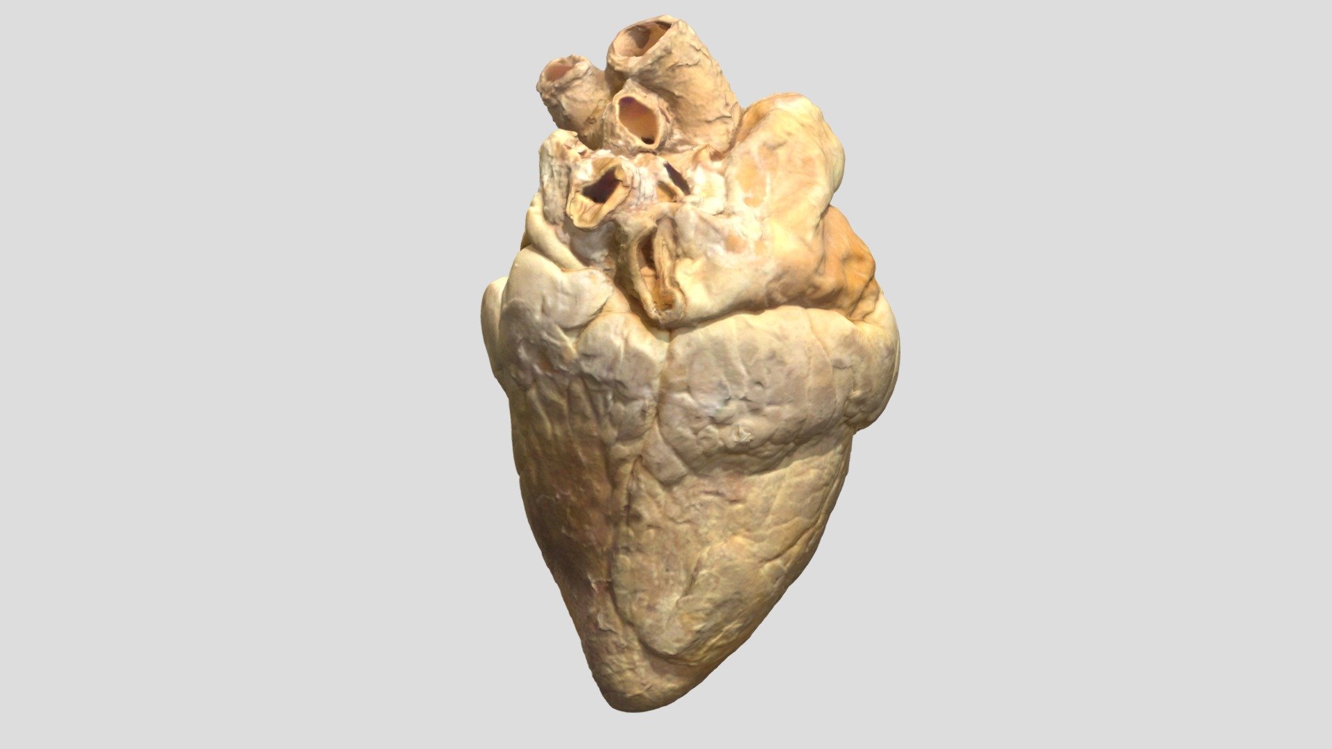 Corazón Bovino - 3D model by AnatomiaVeterinaria_BiologíaCelular ...