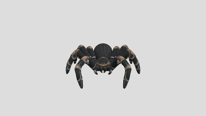 Tarantula 3D Model