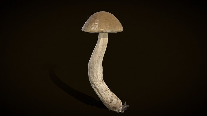 Leccinum scabrum - Real fungus 3D scan 3D Model